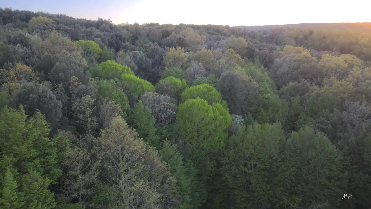 Le faggete della Foresta Umbra nel Parco Nazionale del Gargano